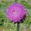 Cardo (Bull Thistle) - introduced